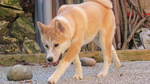 Akita Inu in the Japanese garden