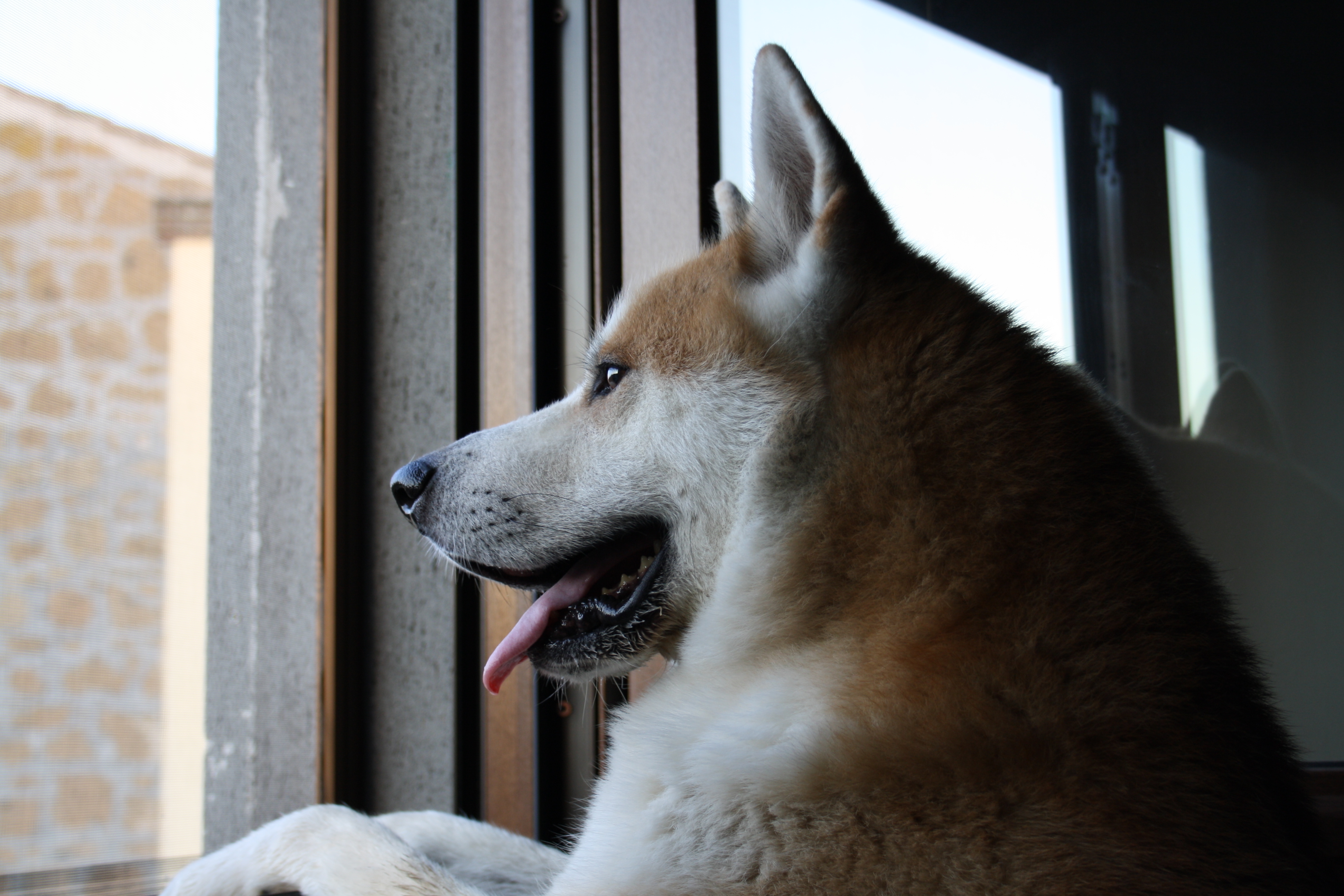 Akita Inu looking at the window wallpaper