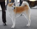 Akita Inu on the dog show