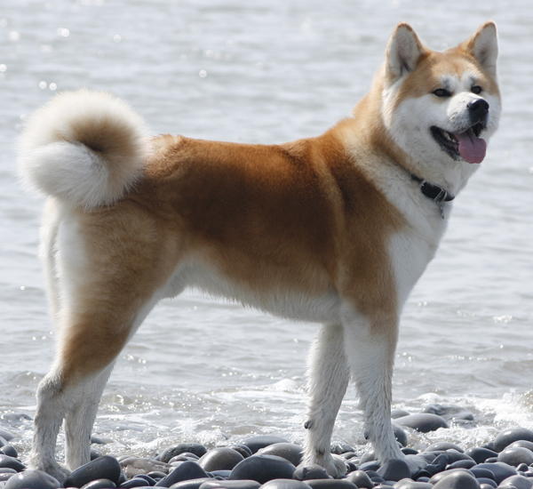 akita-inu-photo.jpg