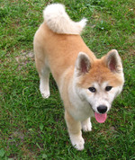 Akita Inu puppy Jack