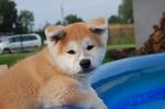 Akita Inu puppy on the car