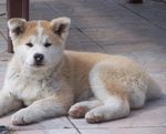 Akita Inu puppy on the floor