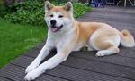 Akita Inu resting in the yard