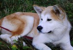 Akita Inu Sam