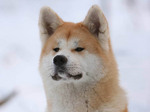 Akita Inu winter