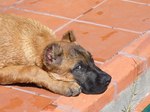 Alano Español resting on the floor