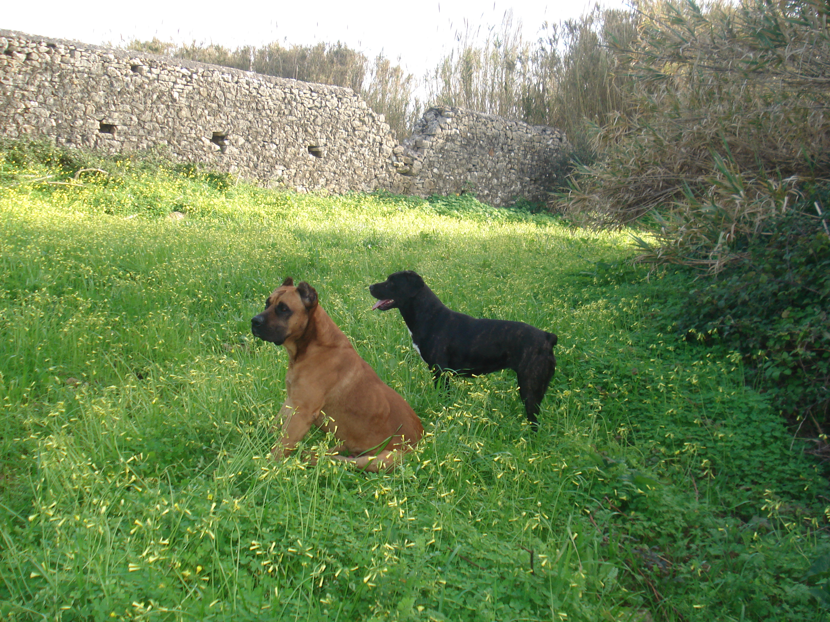 Собака Алано на фоне крепости фото