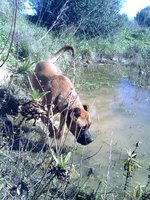 Alano Español Zorro dog