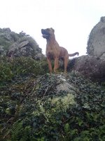 Alano Español Zorro dog in the mountains