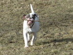 Alapaha Blue Blood Bulldog and his stick