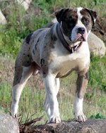 Alapaha Blue Blood Bulldog Baxter