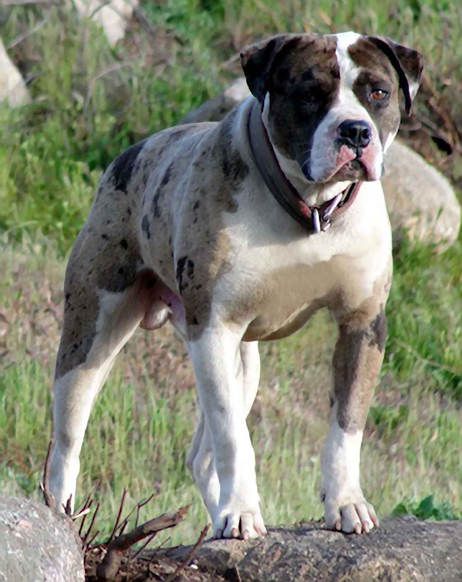 Alapaha Blue Blood Bulldog Baxter Photo And Wallpaper Beautiful Alapaha Blue Blood Bulldog Alapaha Blue Blood Bulldog Baxter Photo And Wallpaper Beautiful Alapaha Blue Blood Bulldog