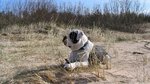 Alapaha Blue Blood Bulldog in the desert