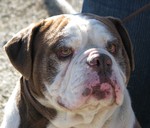 Alapaha Blue Blood Bulldog Jackson