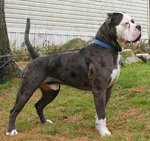 Alapaha Blue Blood Bulldog on a leash