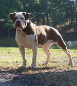 Alapaha Blue Blood Bulldog on a walk