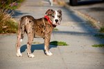 Alapaha Blue Blood Bulldog on the road