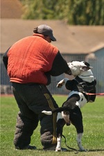 Alapaha Blue Blood Bulldog practicing