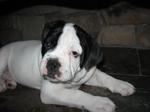 Alapaha Blue Blood Bulldog resting on the couch