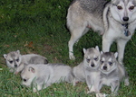 Alaskan Klee Kai and her puppies