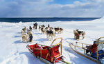 Alaskan Klee Kai  and sleigh