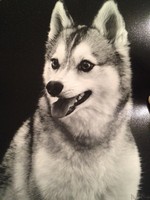 Alaskan Klee Kai black and white