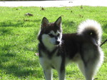 Alaskan Klee Kai dog Sammy