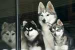 Alaskan Klee Kai family