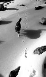 Alaskan Klee Kai going through the snow