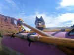 Alaskan Klee Kai in the boat