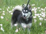 Alaskan Klee Kai in flowers