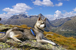 Alaskan Klee Kai in the mountains