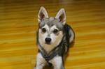 Alaskan Klee Kai Lady