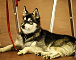 Alaskan Klee Kai on the dog show