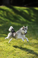 Alaskan Klee Kai playing on a meadow