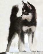 Alaskan Klee Kai puppy Ruby