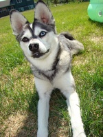 Alaskan Klee Kai Shadow