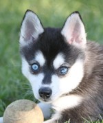 Alaskan Klee Kai Stella