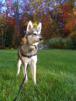 Alaskan Klee Kai walking with master