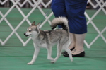 Alaskan Klee Kai walking with owner