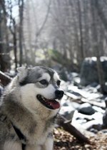 Alaskan Klee Kai winter in the forest