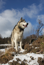 Alaskan Malamute and beautiful sky