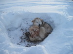 Alaskan Malamute and her puppies in the snow