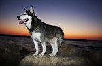 Alaskan Malamute at the sunset