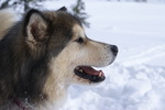 Alaskan Malamute Belle