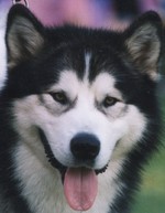 Alaskan Malamute face