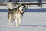 Alaskan Malamute Hunter