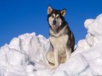 Alaskan Malamute in snow