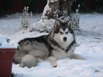 Alaskan Malamute in the winter forest